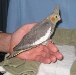 A. An Immature Gray.jpg