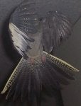B. Tail and wings.jpg