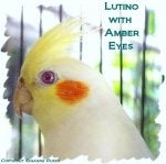 Lutino-Amber-eye.jpg